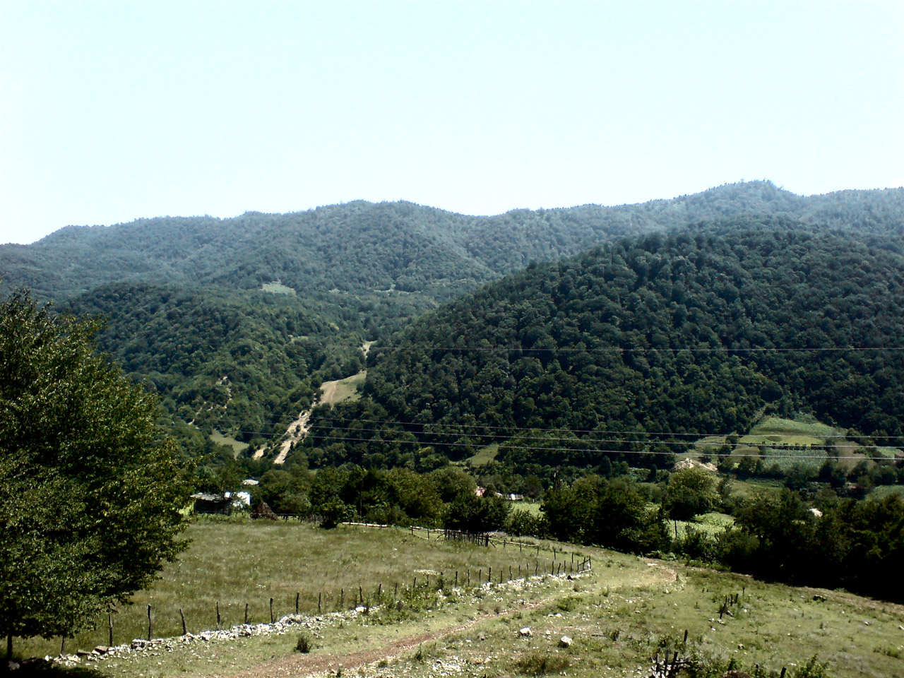 Tsifa